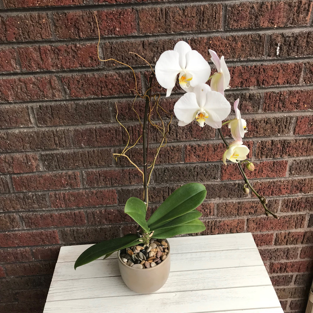 Galentine Orchid Plant