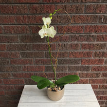 Galentine Orchid Plant